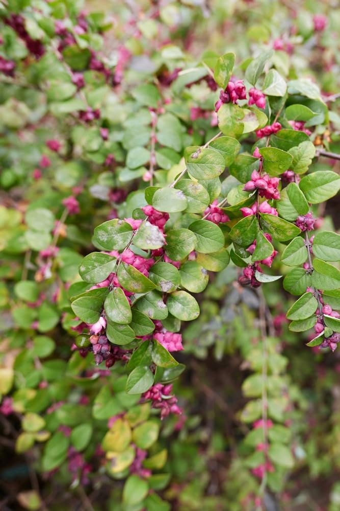 Amazon.com : 30 Coralberry Bush Seeds for Planting - Indian